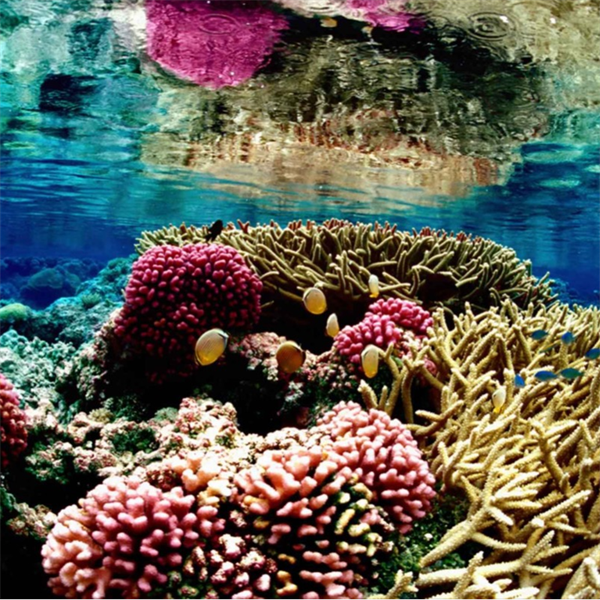 Play Date at NMNH: Colorful Corals