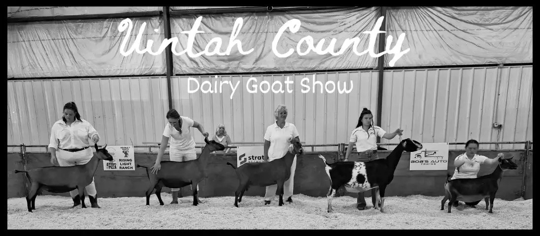 Uintah Basin Dairy Goat show