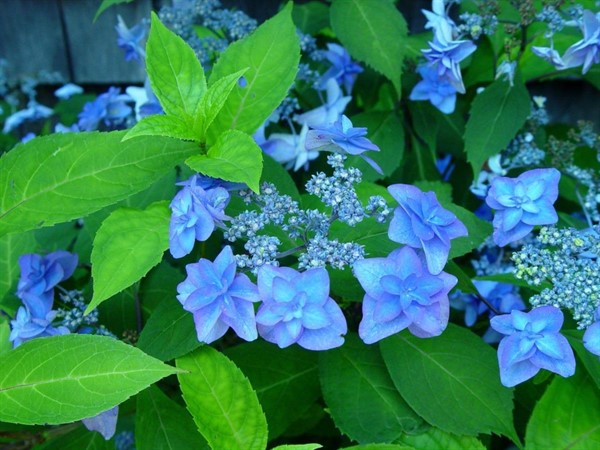 Let's Talk Gardens, Designing with Hydrangeas and Their Relatives