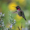 Lecture: Backyard Birds of Inverness