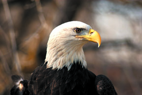 Wild Wednesday: Veterans Day program with Bald Eagle