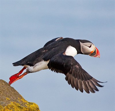 Birds in flight: A Presentation by Bird Photographer Peter R. Cavanagh