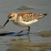 Senior Stroll: Loch Lomond Birds