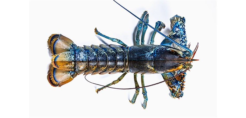 From Little Larvae to Lunch: the Life Cycle of the American Lobster