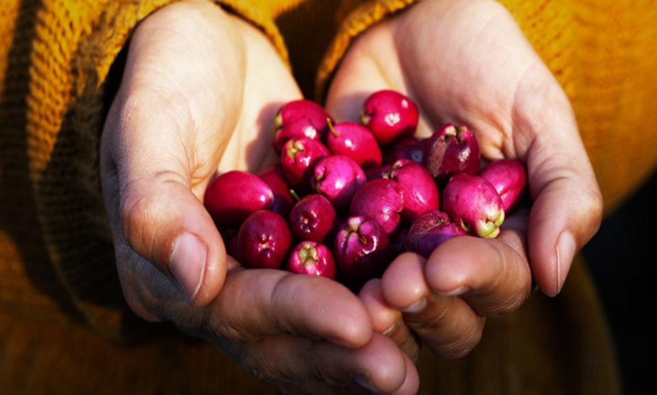 Guided walk of the Tulla-yugaipa Track (useful plants)