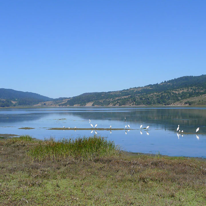 Birds of Bolinas Lagoon