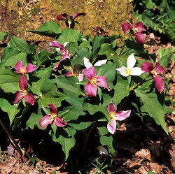 Gardening With Native Ephemerals & Understory Plants