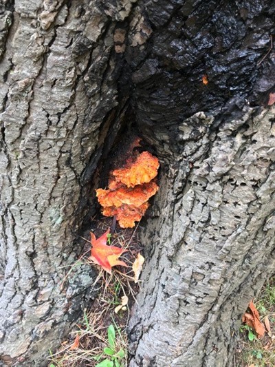 Plant CSI: Cankers, Conks, and Rots - Decay Pathogens (online)