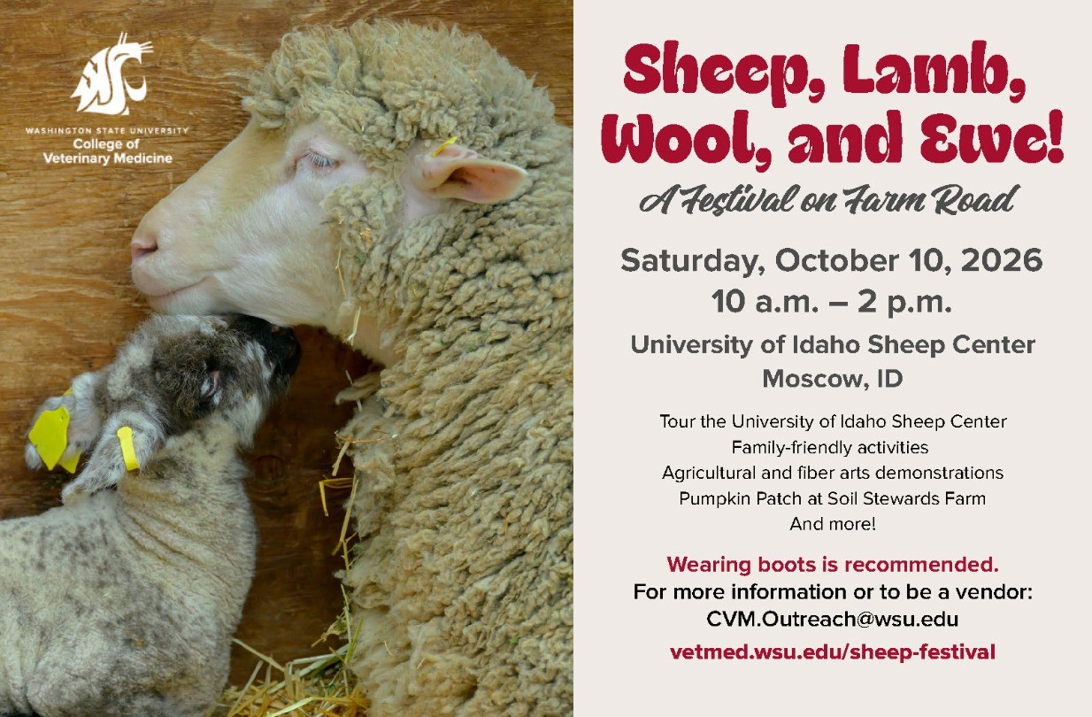Sheep, Lamb, Wool and Ewe