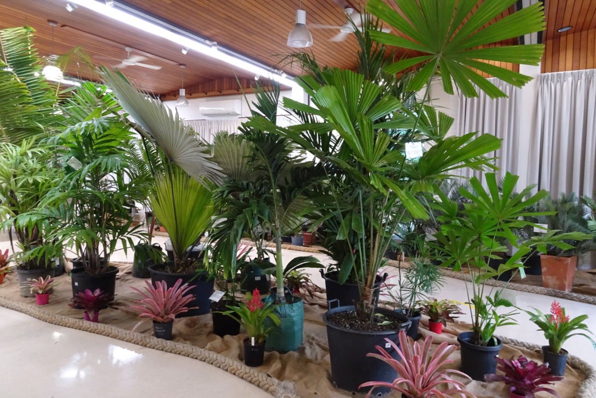 Brisbane Annual Palm and Cycad Show