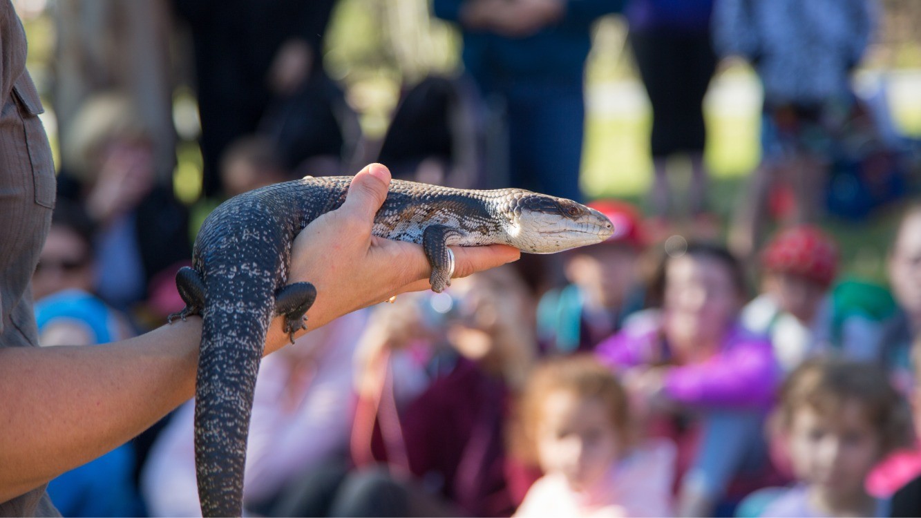 Bush Kindy - Australian Wildlife Week