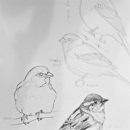 Drawing Birds in Graphite