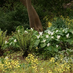 Spring Ephemerals at the Elisabeth C. Miller Botanical Garden