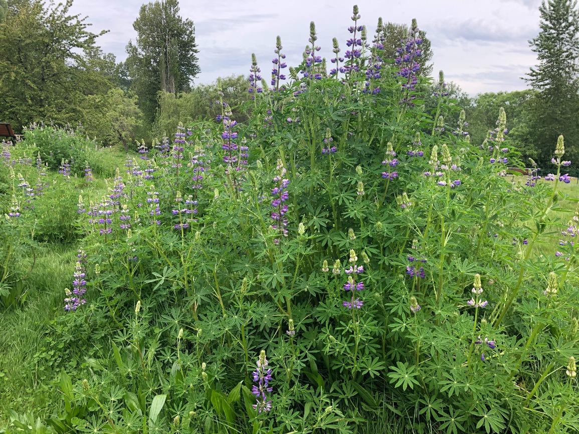 Ecological Restoration Monitoring and Maintenance (online)