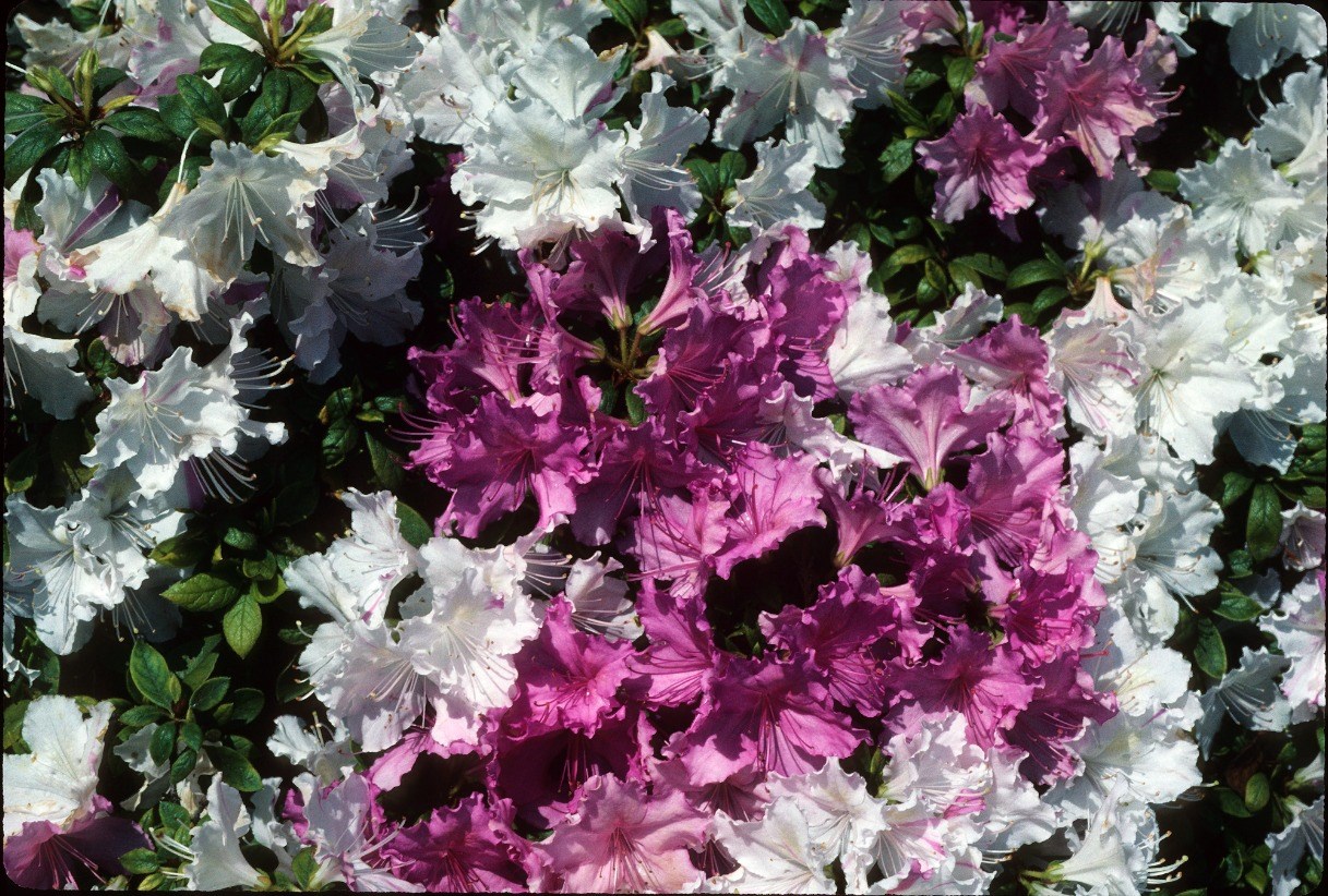 Master Pruner Series: Shrub Pruning III - The Puzzlers and Consequences (online)