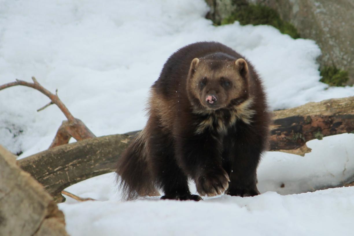 Wild Wednesday: Wolverines and other Elusive Utah Wildlife.