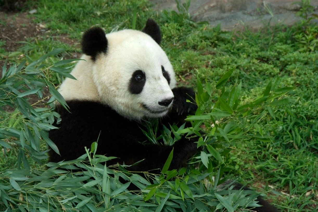 Saving Endangered Species