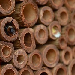 Mason Bees and Other Pollinators In Your Backyard
