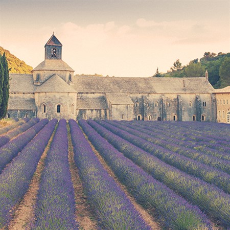 Lavender: The Scent of History
