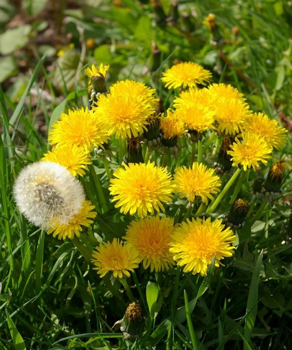 Urban Foraging: Weeds & Wild Foods (in-person)