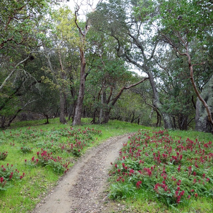 Hike Up Woodoaks Trail