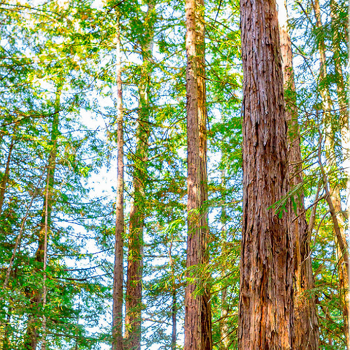 San Geronimo Ridge