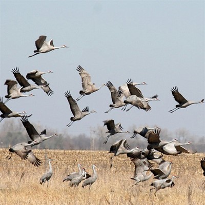 Bird Migration (online)