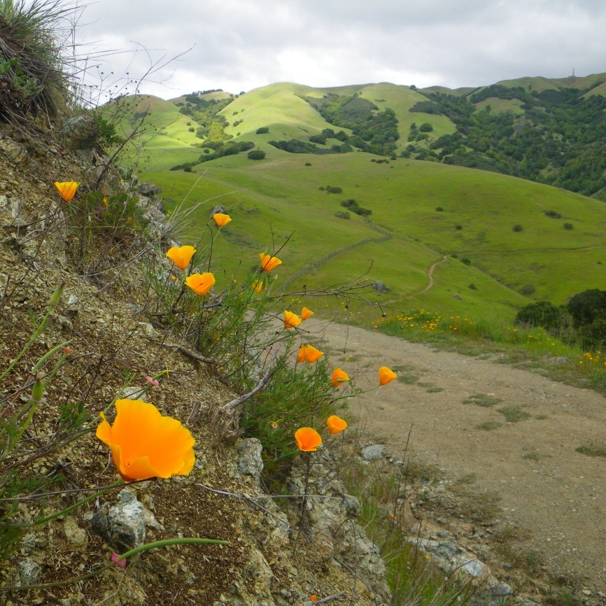 Loma Alta Birds and Flowers