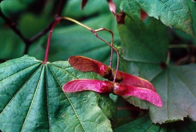 Master Pruner Series: Rehabilitative Pruning (online)