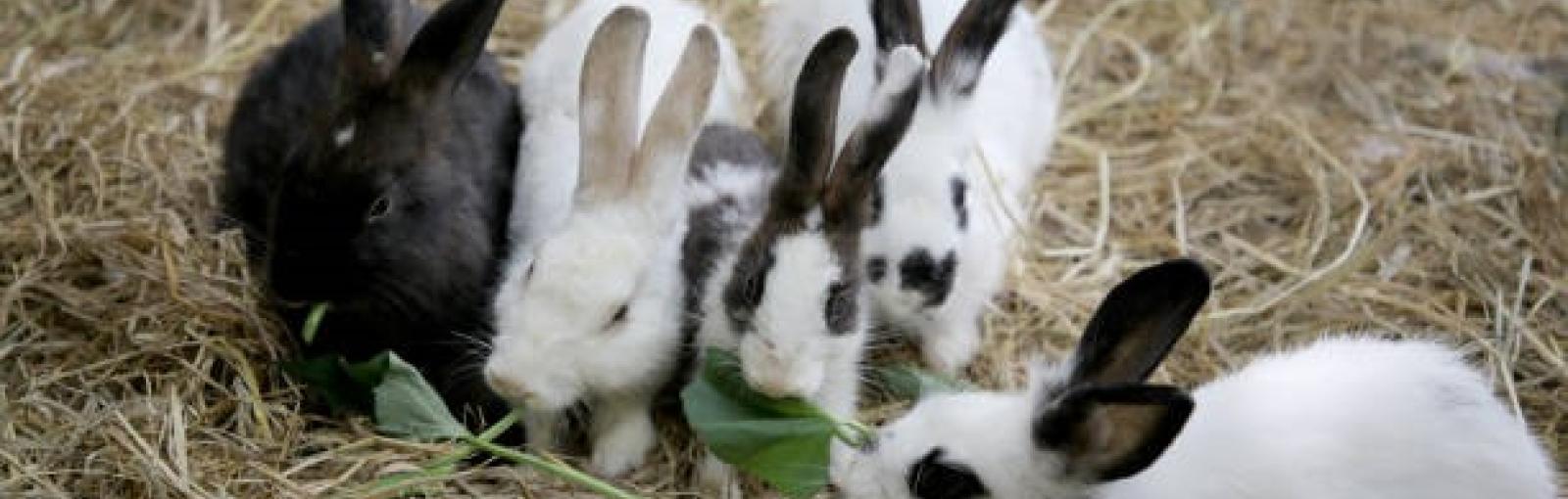 Family Fun Day: Here Comes Peter Cottontail!