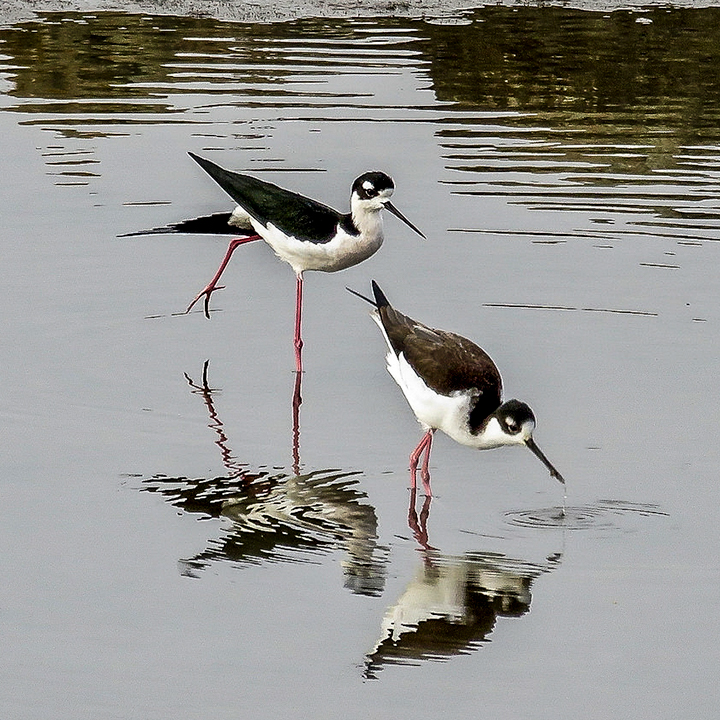 Senior Stroll: Birds of Bothin