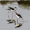Senior Stroll: Bothin Marsh Senior Stroll: Bothin Marsh
