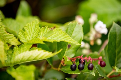 Urban Foraging: Weeds & Wild Foods (in-person)