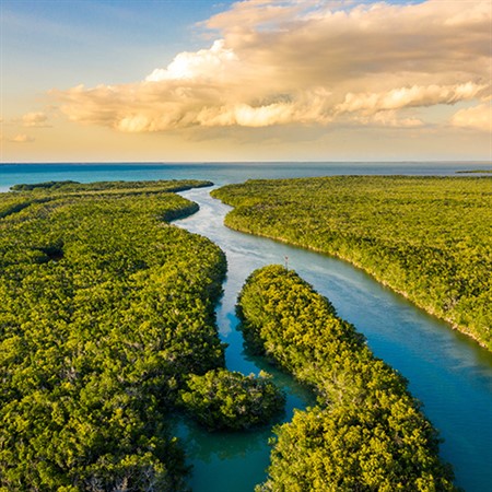 The Everglades and Beyond: Florida’s Natural Treasures