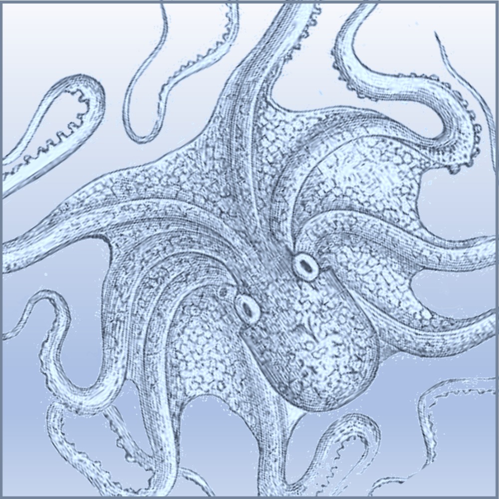Octopus drawing