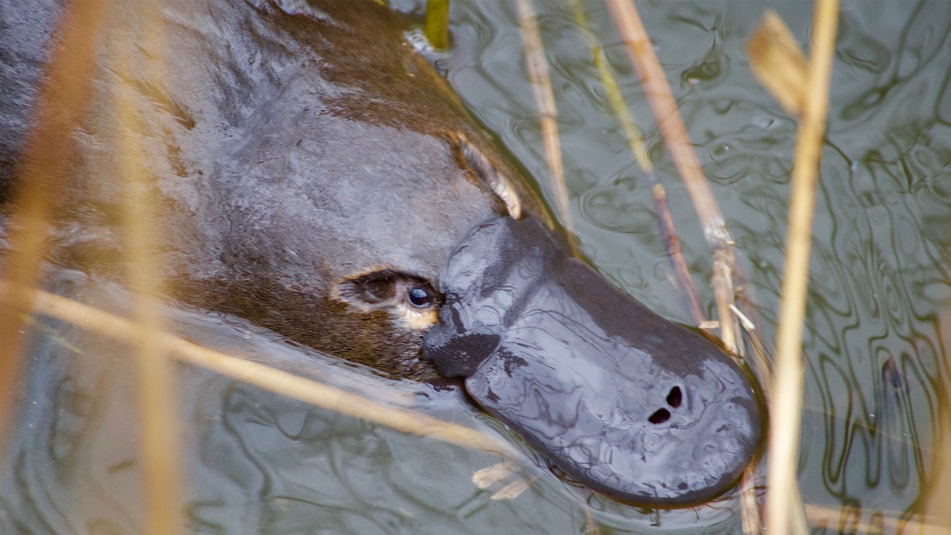Platypus Library Talk with Dr Tamielle Brunt