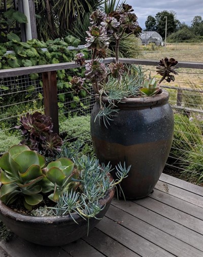 Moving Outdoor Plants in for the Winter (online)