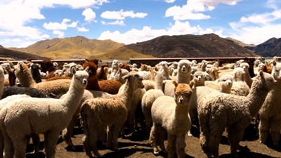 Anthropology Across Mediums: Doing Ethnography with - and Beyond - the Image
