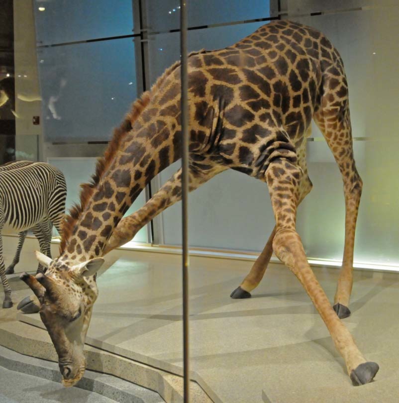 Play Date at NMNH: Spots & Stripes