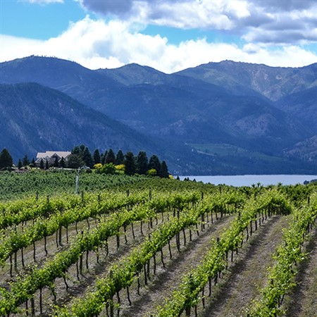 Washington-State Wines From Women Makers: A Top Sommelier's Guide