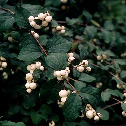 Native Plant 101: Identification and Gardening