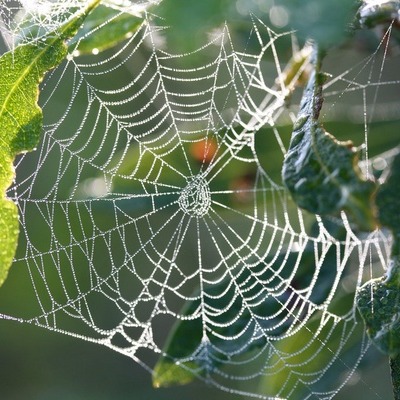 Webinar: Spider Silk