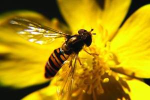 POSTPONED | Behind the Headlines: Beasts, Bogs and Biodiversity