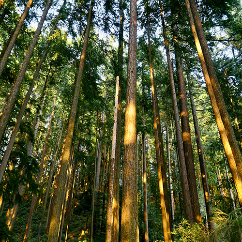 Wild Wood: True Tales of Trees