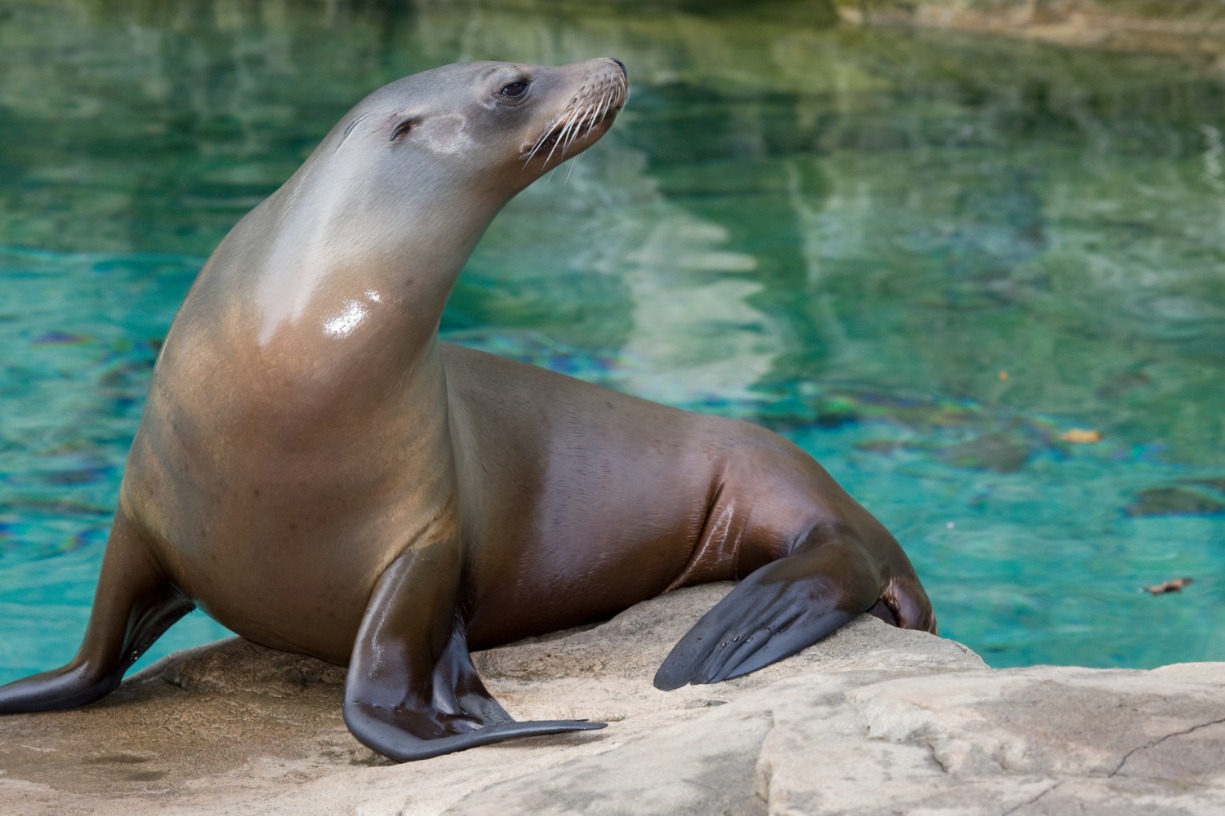 Aquatic Animal Adventures