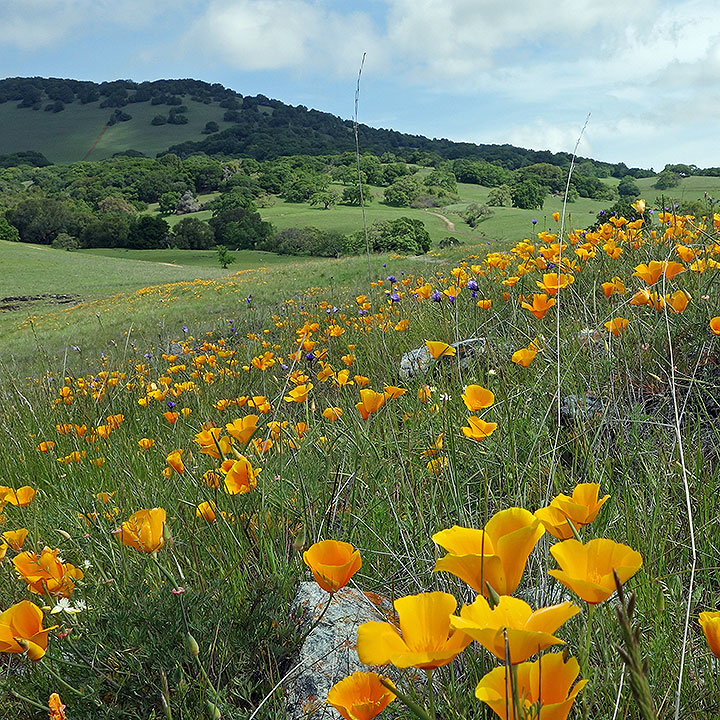 Mount Burdell Wildflowers