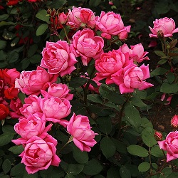 Plant CSI: The Trouble With Roses - Common Diseases and Pests (online)