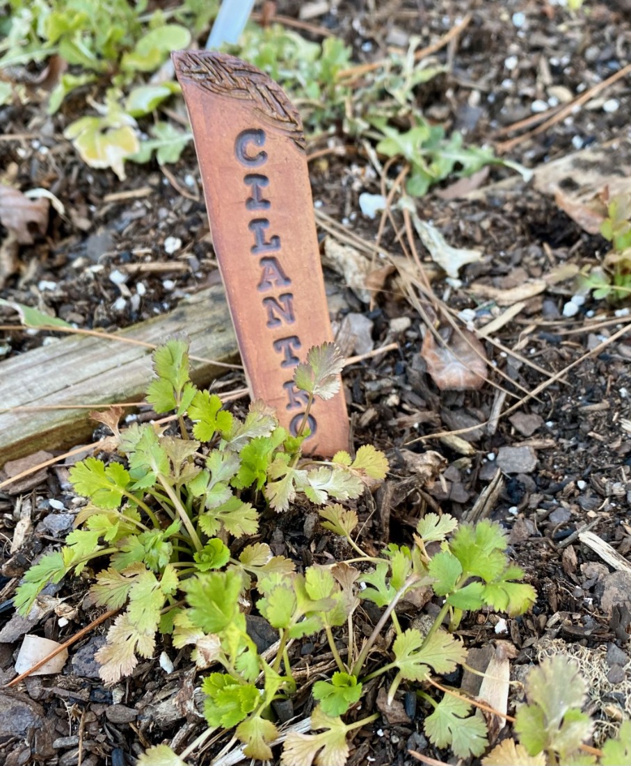 Sowing Circle Presents: Growing Culinary Herbs with Phil Roudebush, EMGV Sowing Circle Presents: Growing Culinary Herbs with Phil Roudebush, EMGV