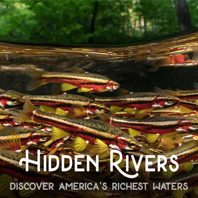 Screening of Hidden Rivers