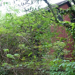 Master Pruner Series: How to Prune and Renovate the Overgrown Landscape